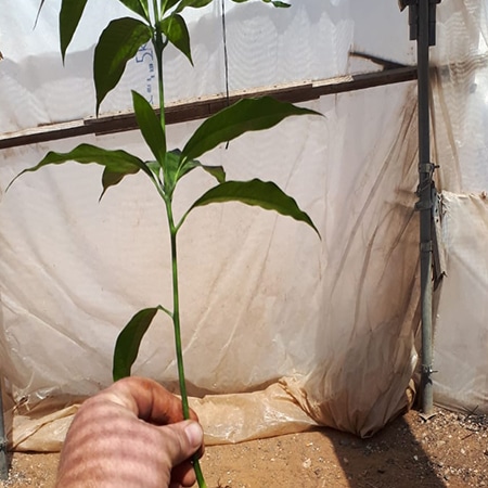 כנות מושרשות